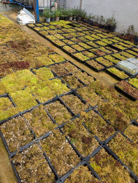 Rows of planting trays full of sphagnum mosses in a Yorkshire Dales barn