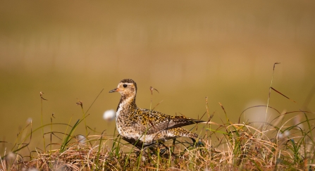 Golden plover on moorland.