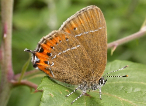 Black hairstreak butterfly