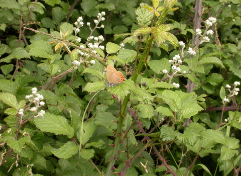 Black Hairstreak butterfly