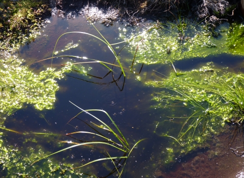 Image of pool formed behind sediment trap © Ceri Katz