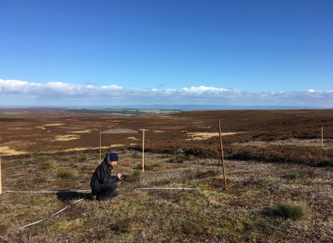 Image of sphagnum plot © YPP