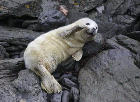 Grey seal pup waving its flipper, the Wildlife Trusts