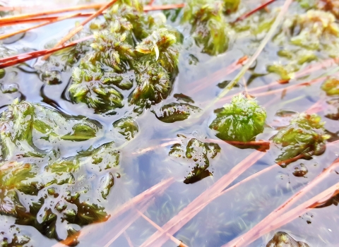 Sphagnum cuspidatum © Beth Thomas