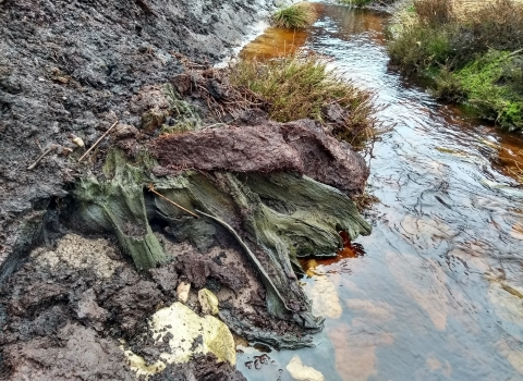Tree remains © Dom Hinchley