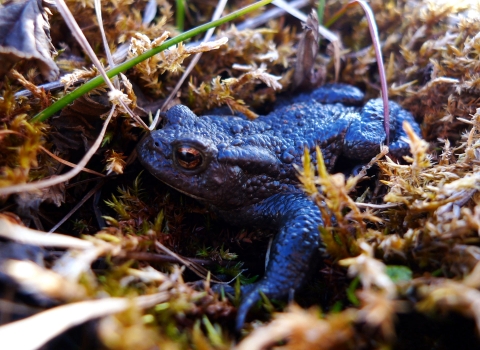 Image of common toad © Emma Goodyer