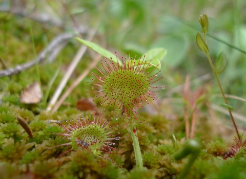 Image of Round-leaved sundew © Emma Goodyer