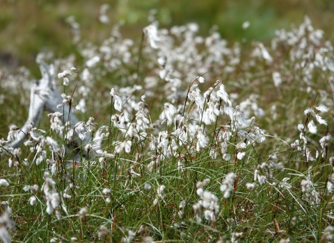 Common cotton grass © Emma Goodyer