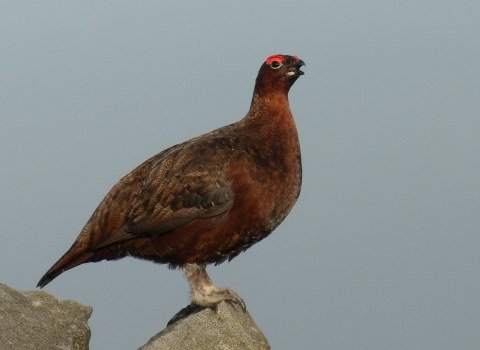 Image of red grouse © Jackie Smith