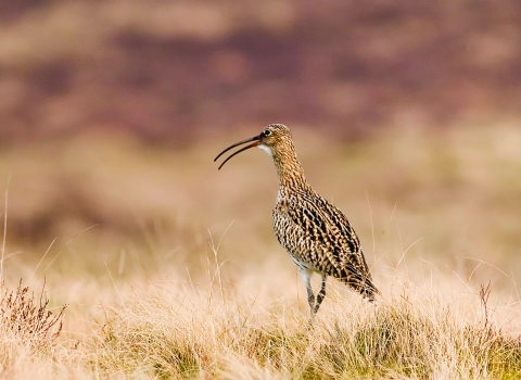 Image of curlew © Damian Waters