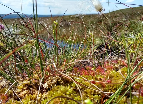 Image of sphagnum moss carpet with cottongrass and sundews © Dom Hinchley