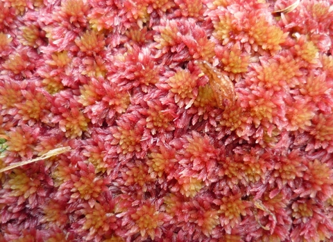 Image of Sphagnum capillifolium © Gordon Haycock of Haycock and Jay Associates Ltd