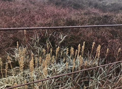 Last summer's bog asphodel turning pale with autumn.