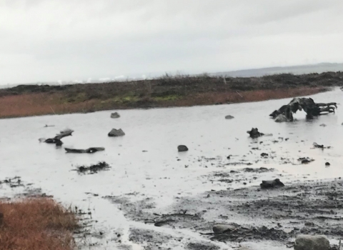 Bare peat and ancient trees at the end of a burst grip.