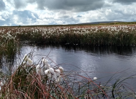 A bog pool at the top of Fleet Moss.