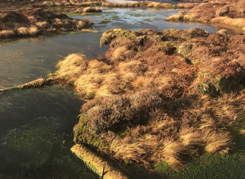 Pools formed by coir log dams on peatland in Bishopdale.