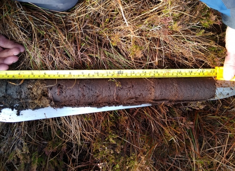 A peat core being measured after extraction from the bog.
