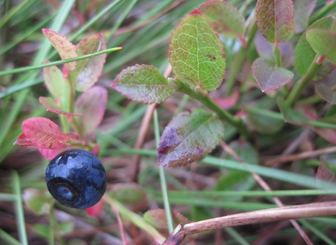 Bilberry plant with fruit
