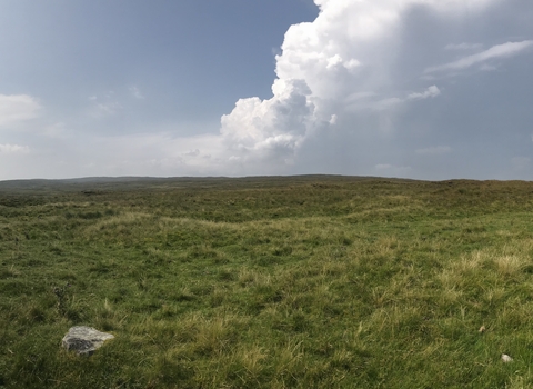 Cray Moss waiting for a thunderstorm.