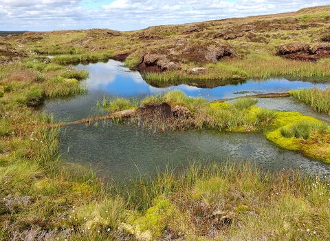 Stake Moss looking lush and green in the summer, post restoration
