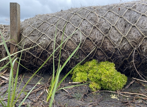 Sphagnum plug growing under a coir log on bare peat