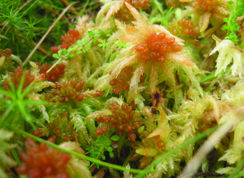 Closeup of Sphagnum palustre