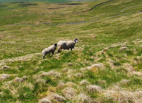 Two sheep grazing under the summit of Buckden Pike.