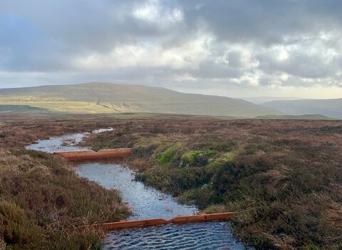 A series of timber dams blocking a gully on blanket bog; the summit of Buckden Pike is in the distance