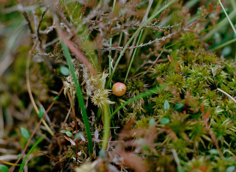 Close up of cranberry - it has long, winding stems with spear-shaped leaves and a single unripe berry