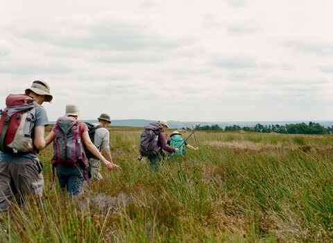 A group of volunteers walking though long rushes on their way to survey vegetation