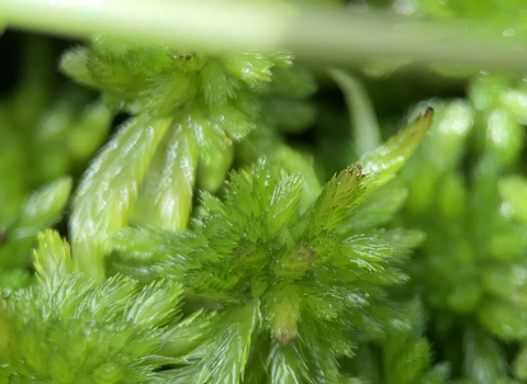 Closeup of bright green sphagnum moss