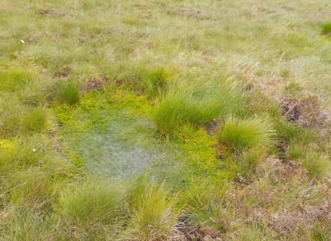 A pool on a peat bog, filled with sphagnum and surrounded by sedges and rushes