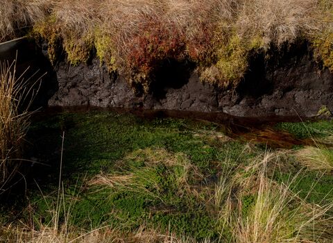 A bog pool with sphagnum under a vertical peat hag